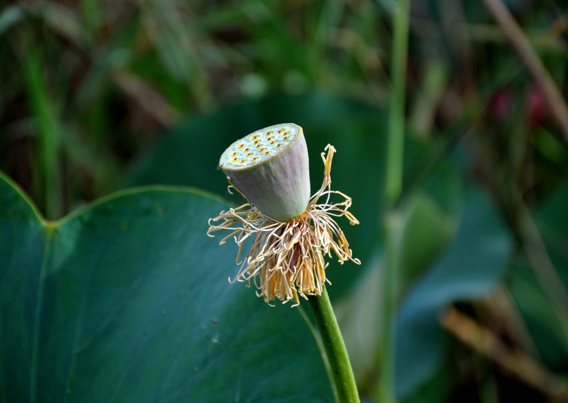 Изображение особи Nelumbo caspica.