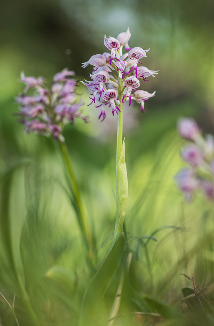 Image of Orchis simia specimen.