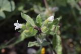 Nonea echioides