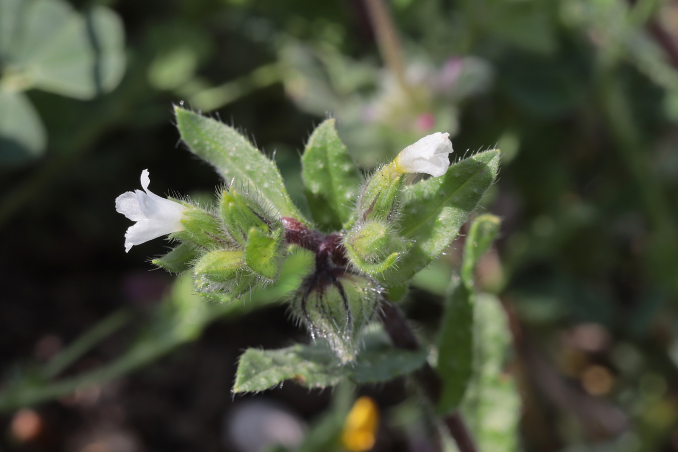 Image of Nonea echioides specimen.