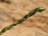 Corispermum ucrainicum
