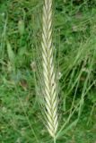 Hordeum bulbosum