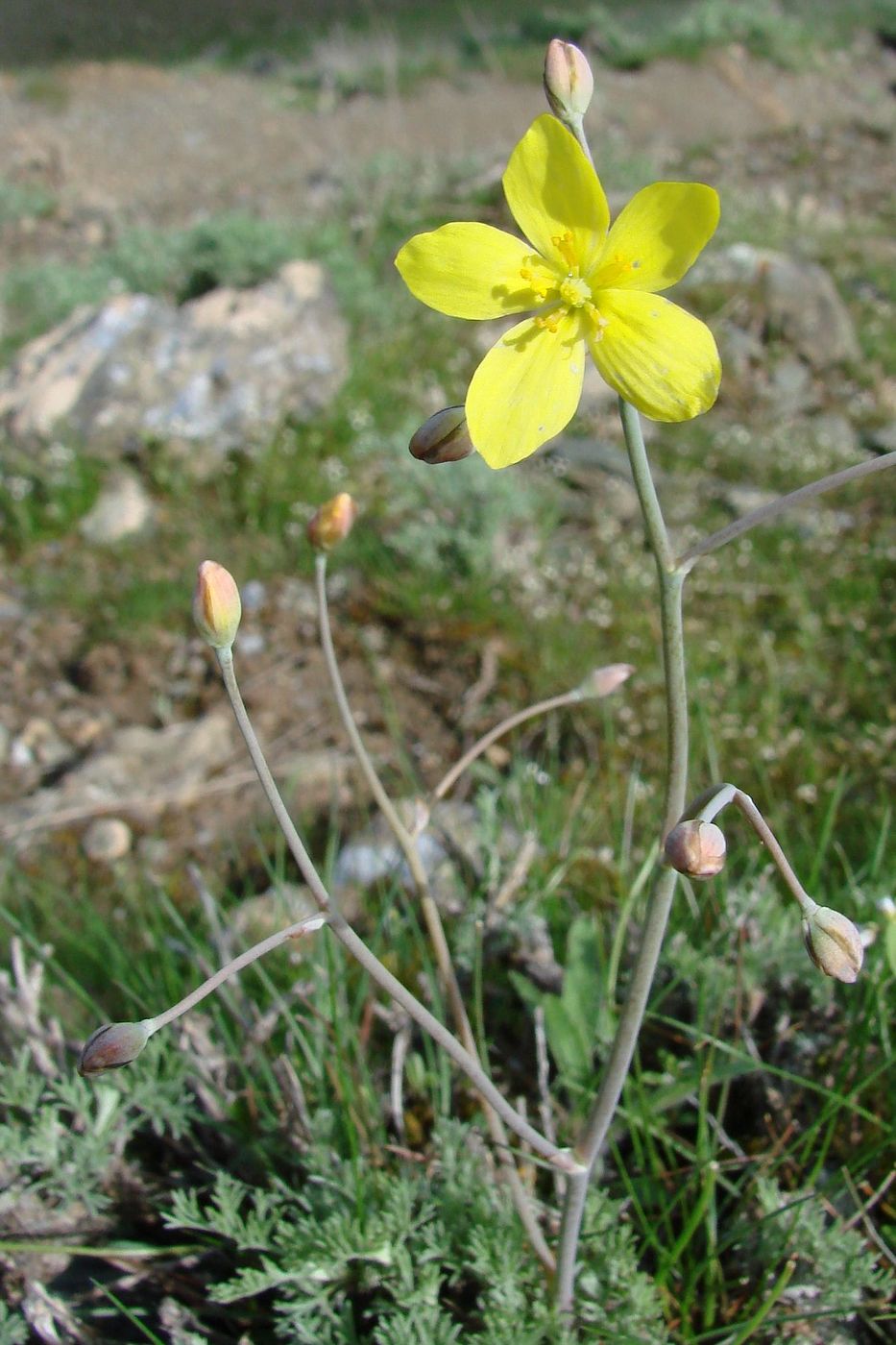 Изображение особи Bongardia chrysogonum.