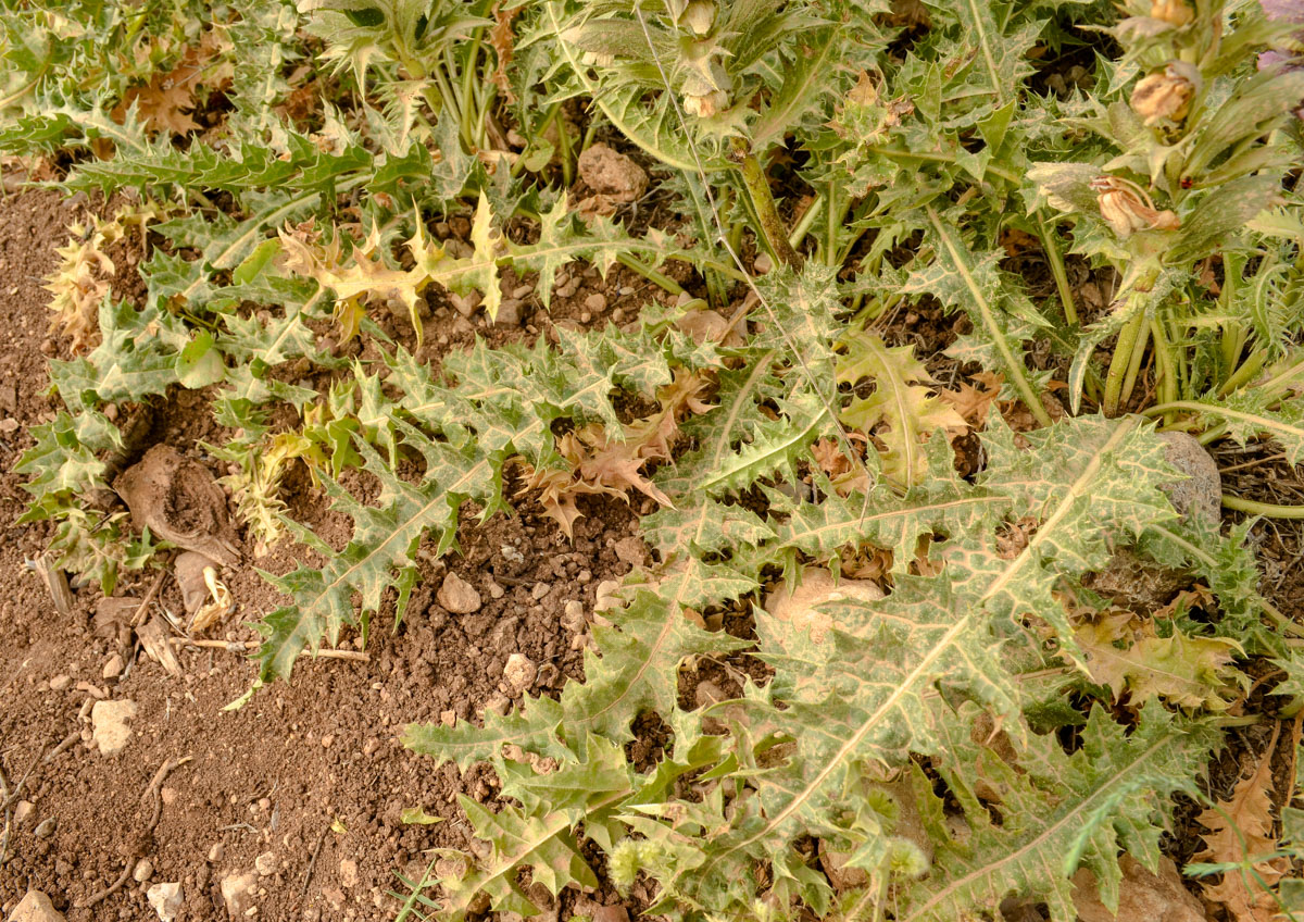 Image of Acanthus syriacus specimen.