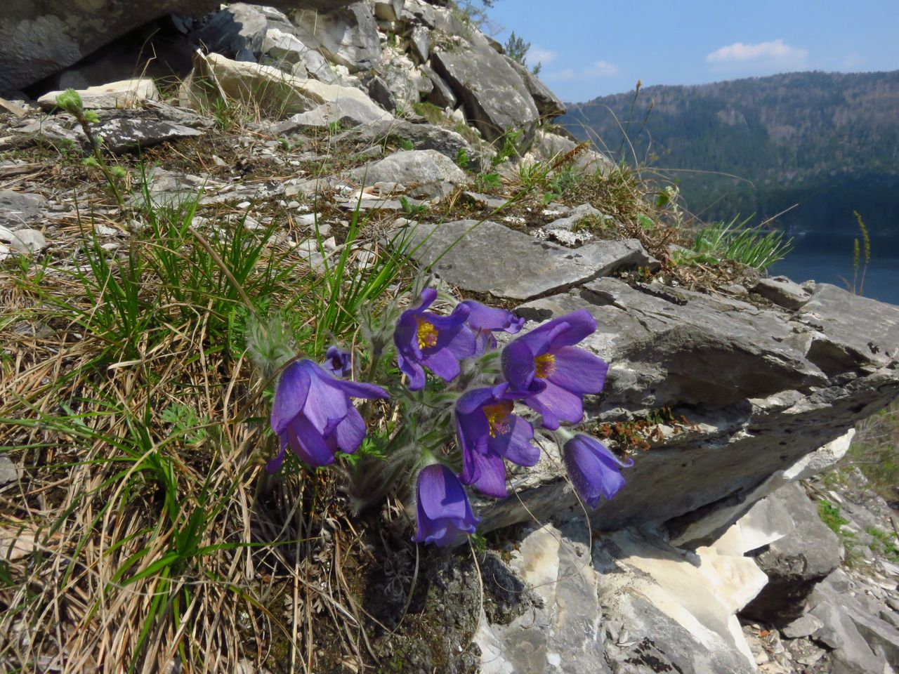 Image of Pulsatilla turczaninovii specimen.