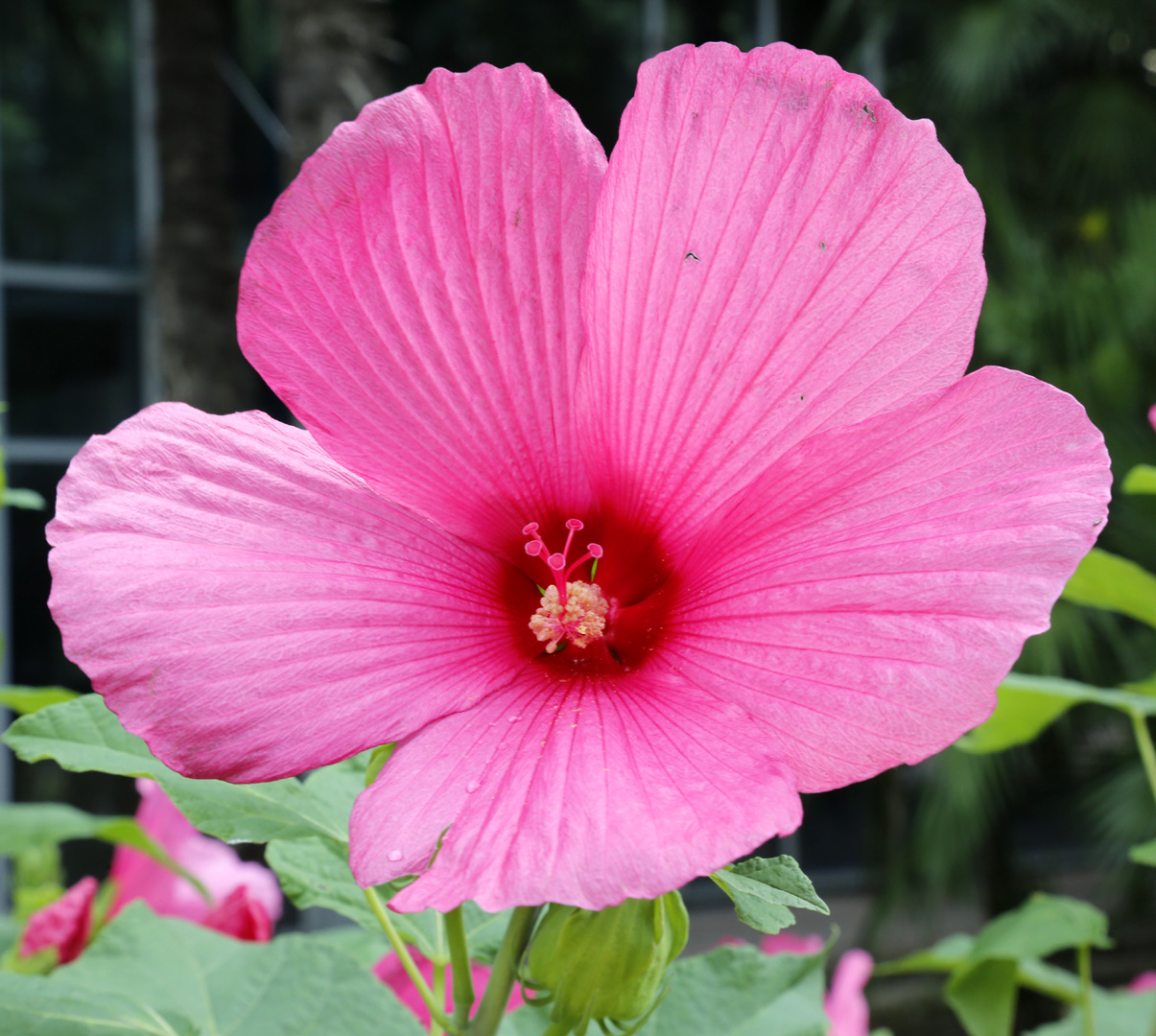 Image of genus Hibiscus specimen.