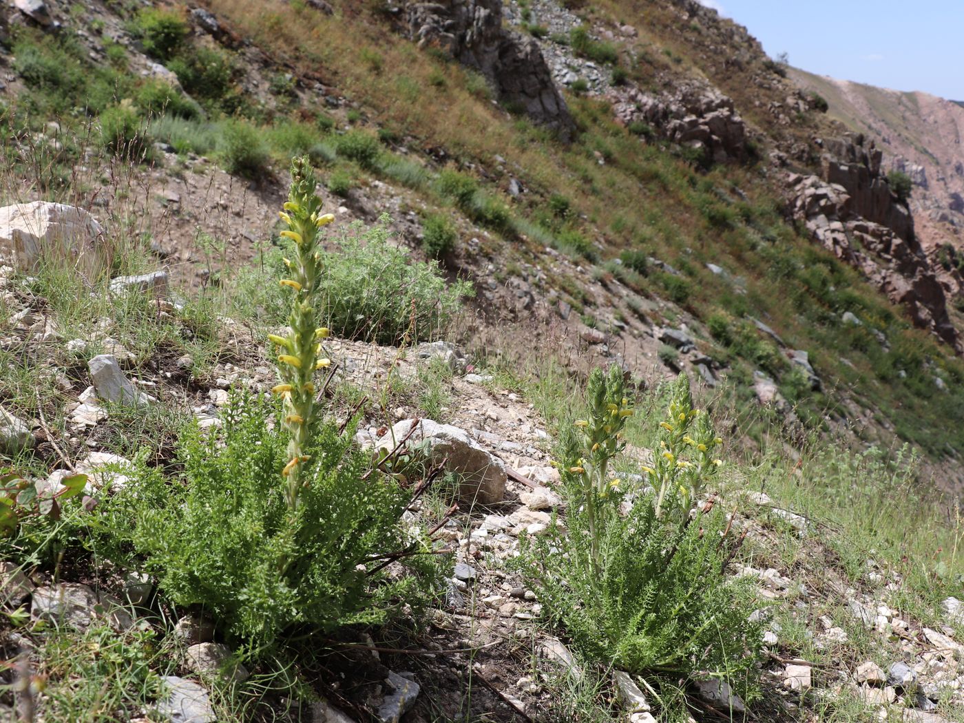 Image of Pedicularis talassica specimen.