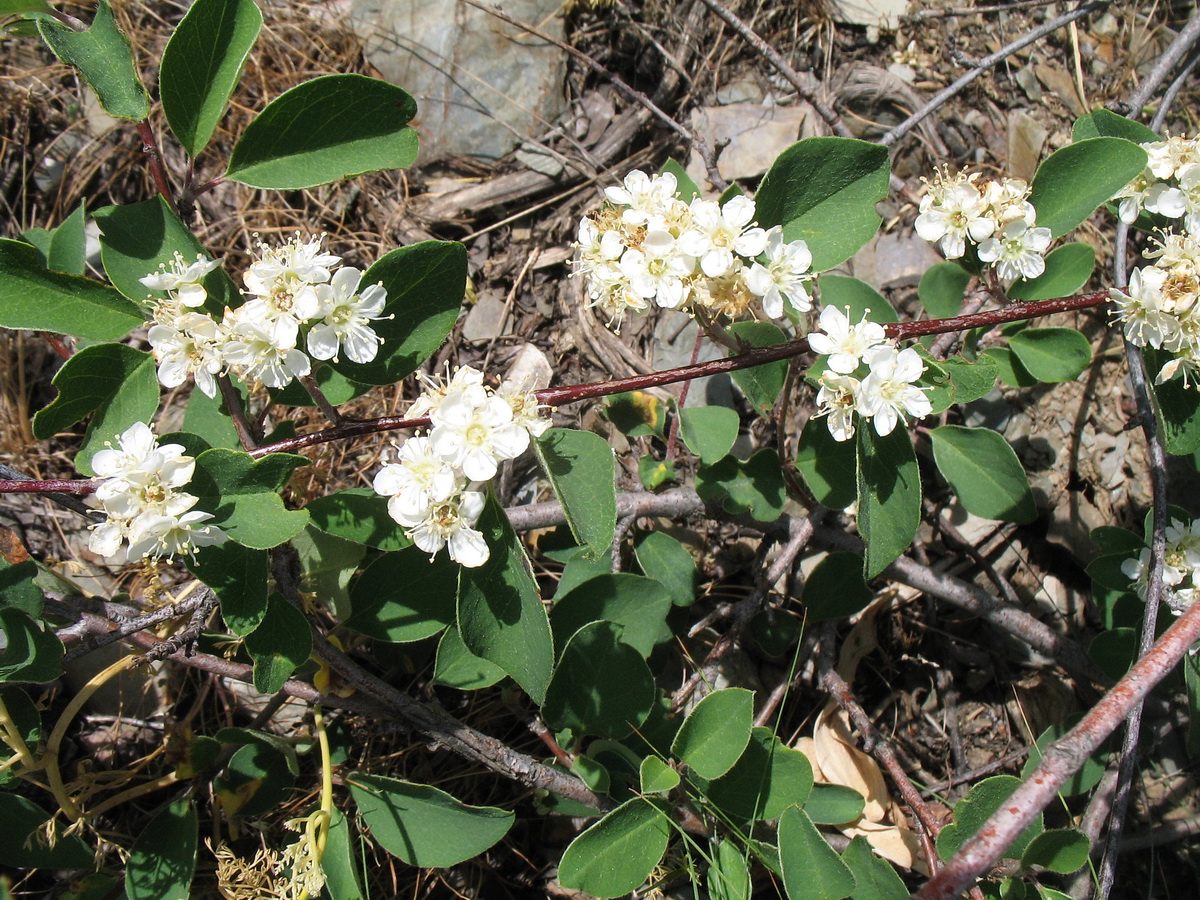 Изображение особи Cotoneaster oliganthus.