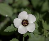 Hibiscus trionum