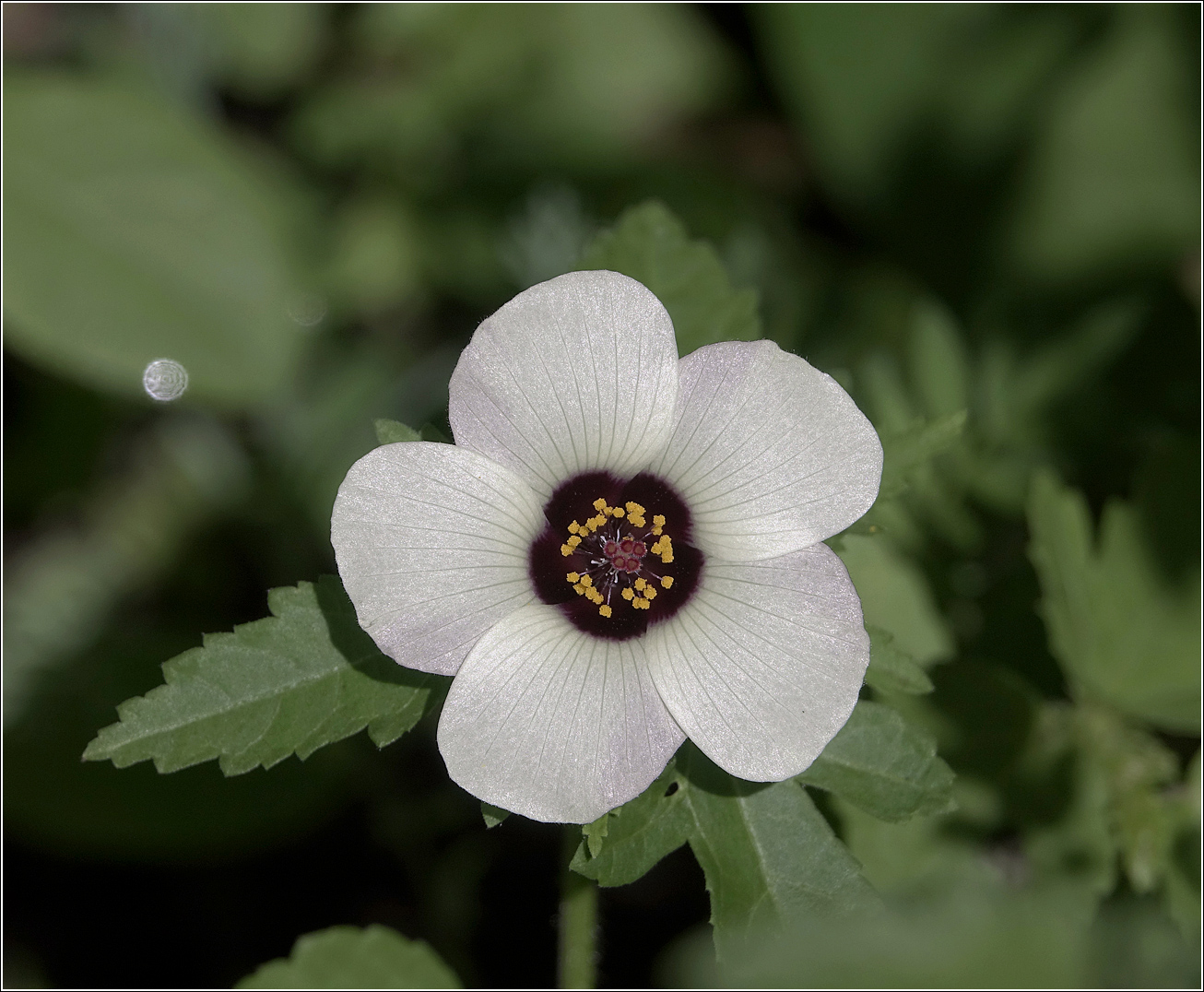 Изображение особи Hibiscus trionum.