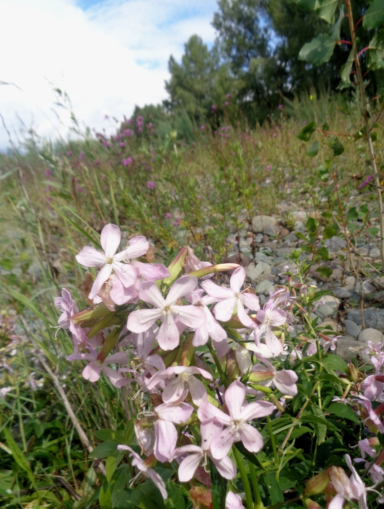 Изображение особи Saponaria officinalis.