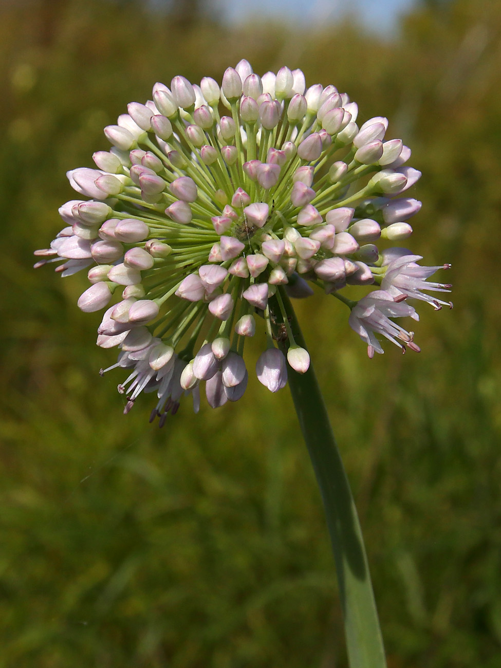 Image of Allium nutans specimen.