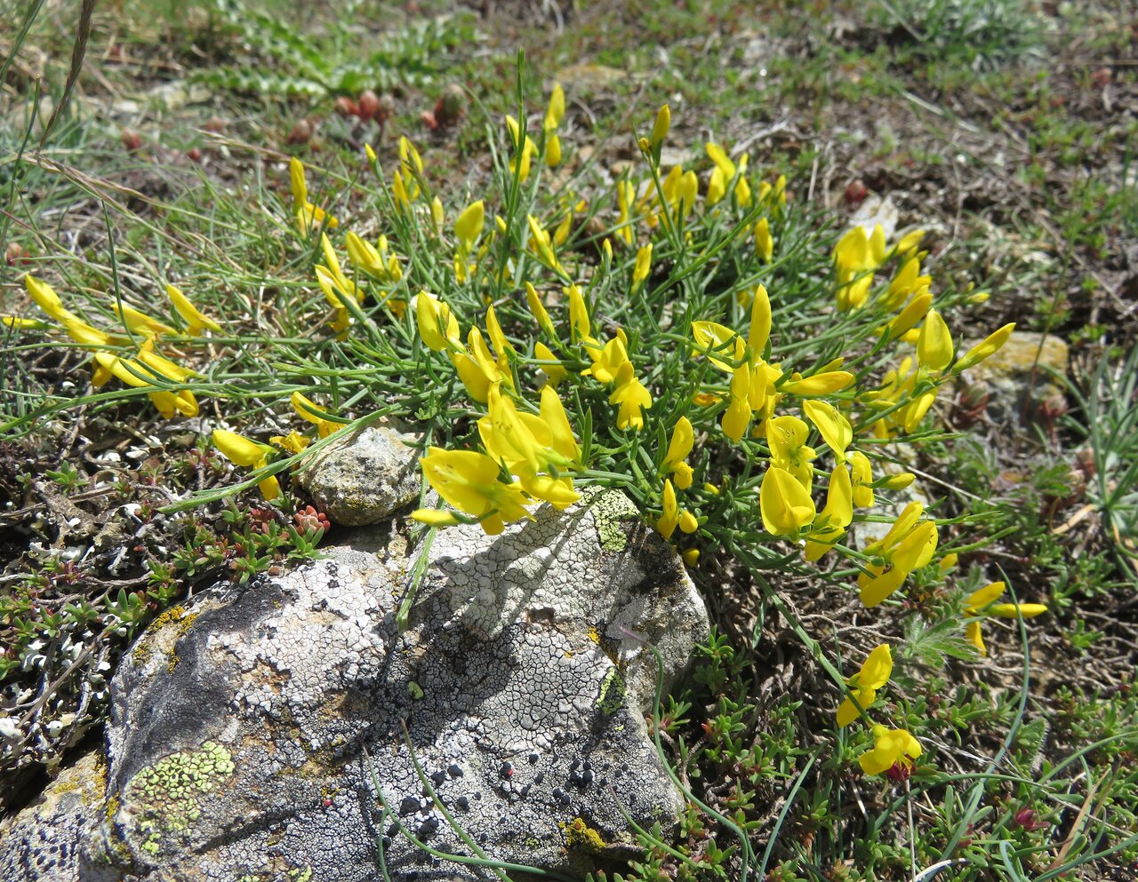 Image of Genista lydia specimen.