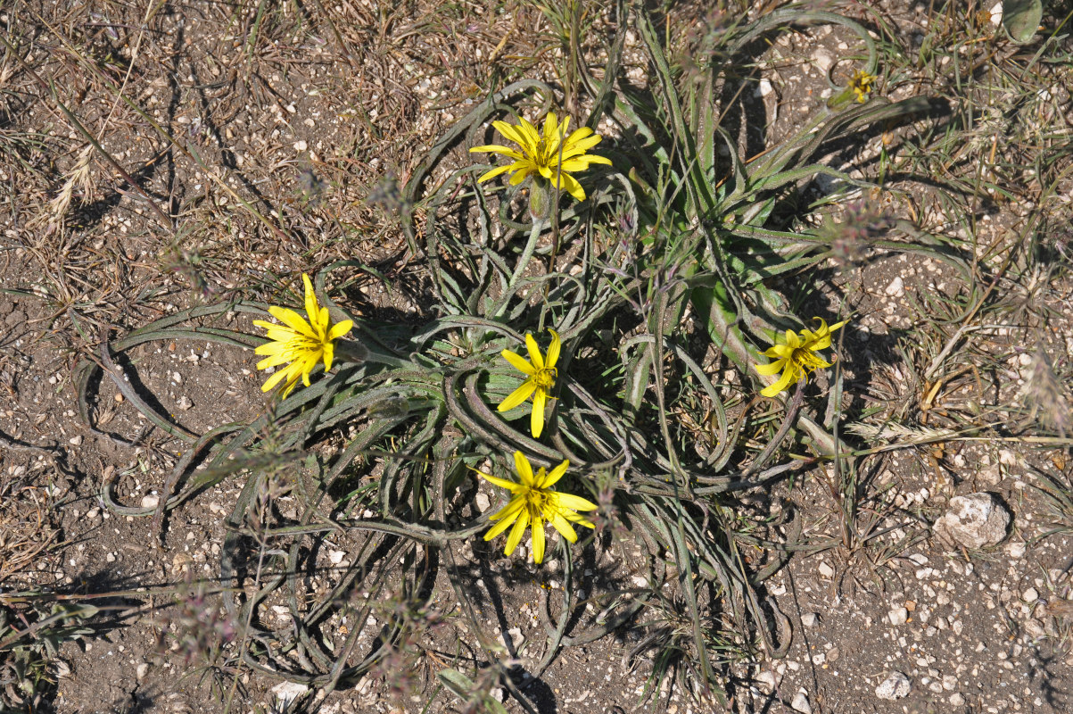 Image of Scorzonera mollis specimen.