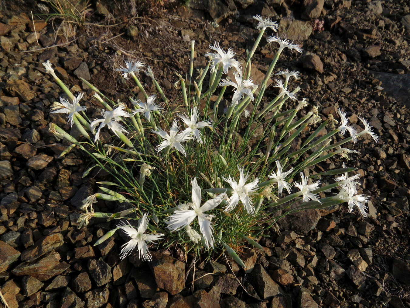 Изображение особи Dianthus acicularis.