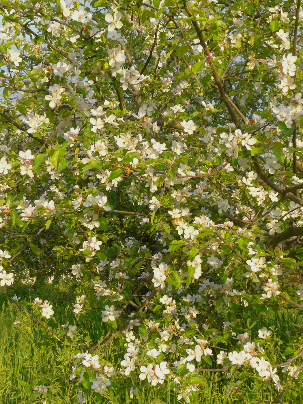 Изображение особи Malus domestica.