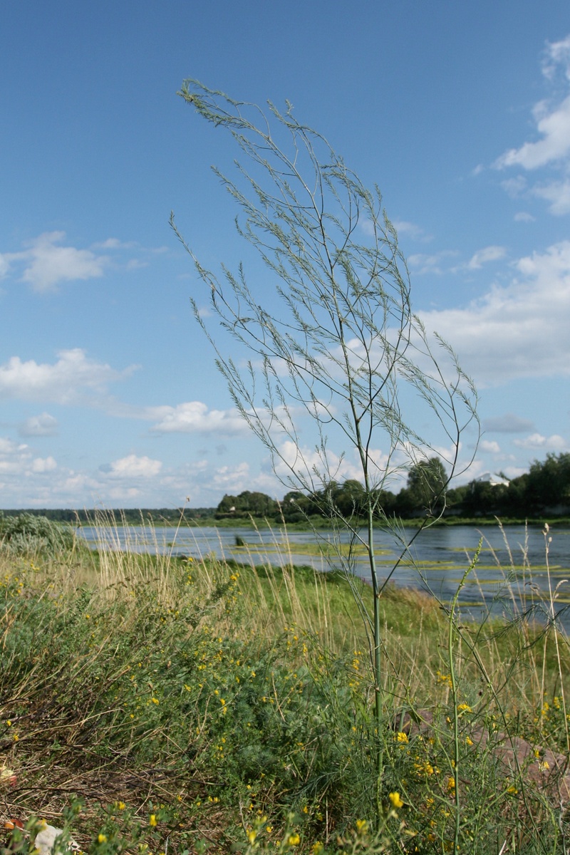 Image of Asparagus officinalis specimen.