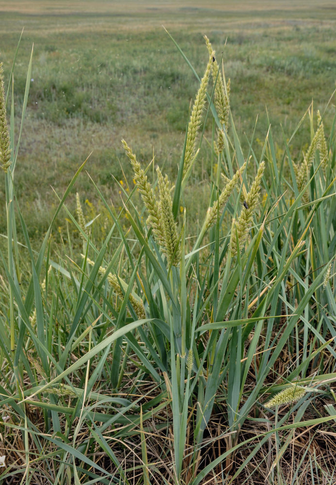 Image of genus Leymus specimen.