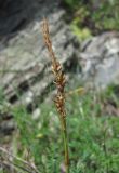 Image of taxon representative. Author is Геннадий Окатов
