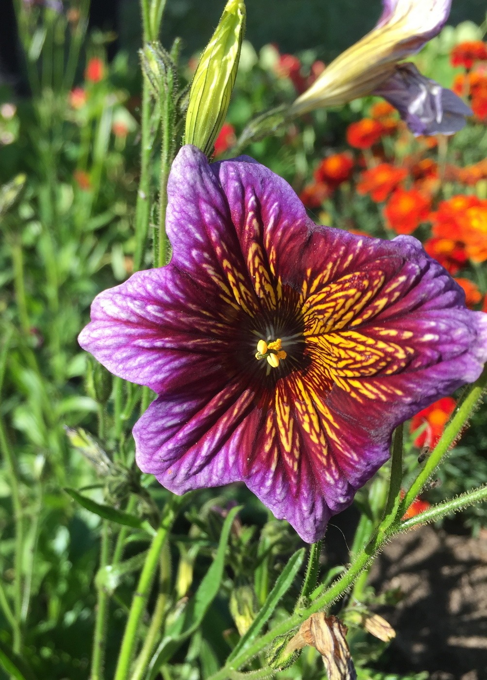 Image of Salpiglossis sinuata specimen.