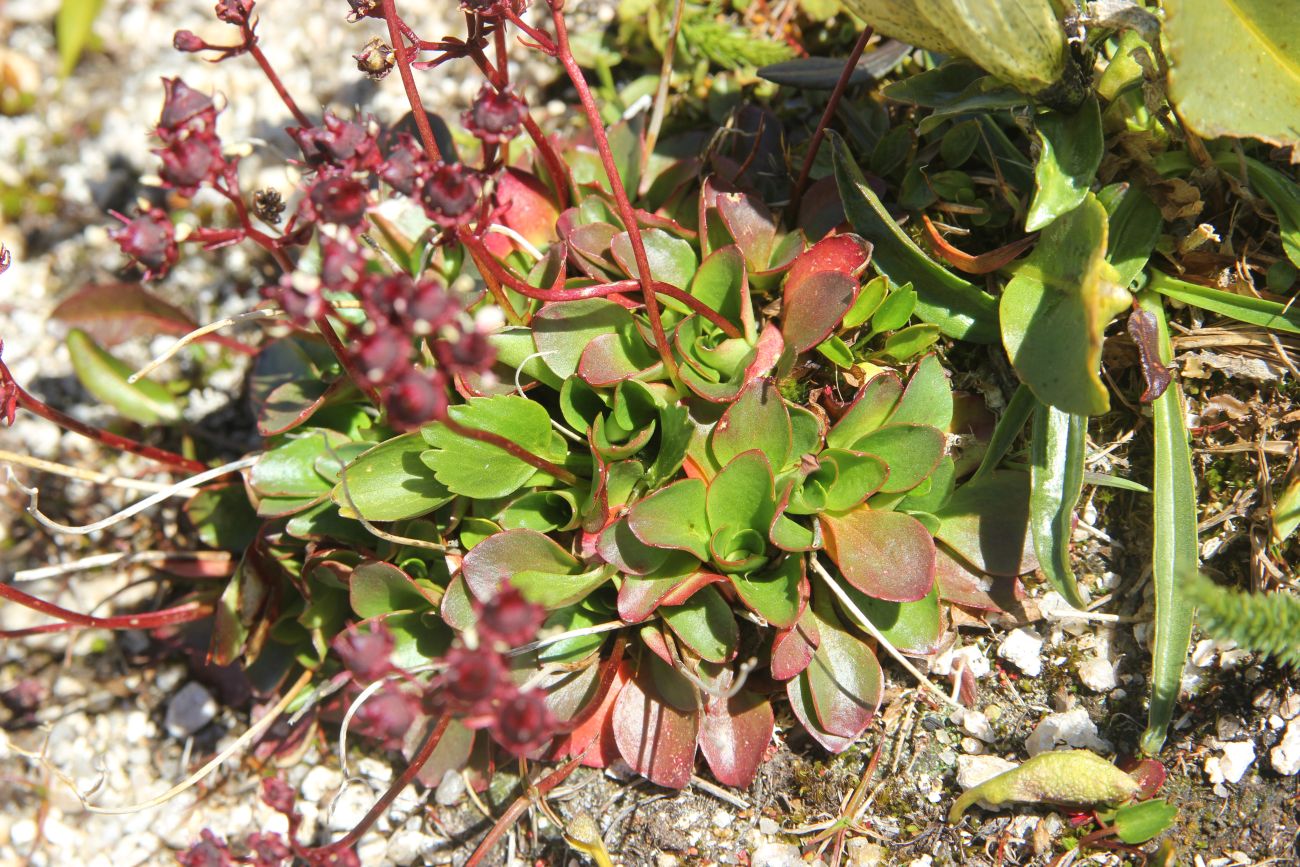 Image of Micranthes melaleuca specimen.