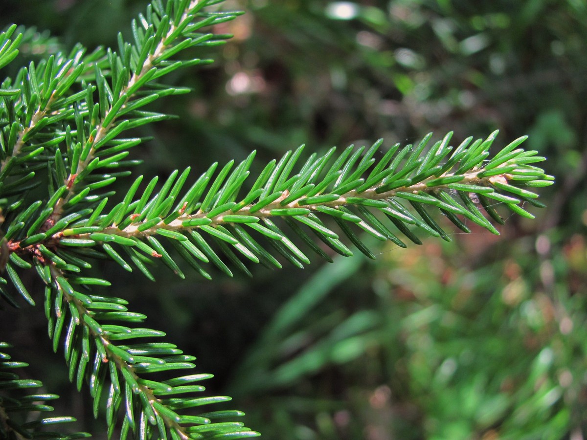 Image of Picea orientalis specimen.