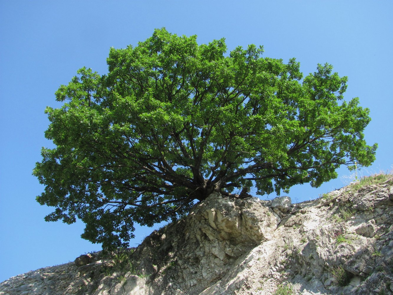 Изображение особи Quercus petraea.