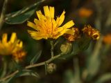 Hieracium virosum