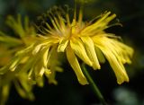 Crepis paludosa. Венчики краевых язычковых цветков. Москва, заказник \"Тёплый Стан\", смешанный лес. 18.06.2021.