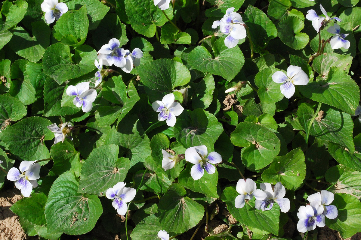 Image of Viola sororia specimen.