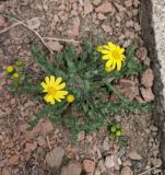 Senecio vernalis