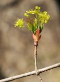 Acer mono. Часть ветви с соцветием. Приморский край, Октябрьский р-н, окр. с. Заречное, гора Сенькина Шапка, южный склон, на крупнокаменистой осыпи по краю абрикосника (Armeniaca mandshurica). 29.04.2022.