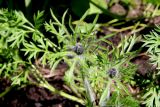 Pulsatilla regeliana