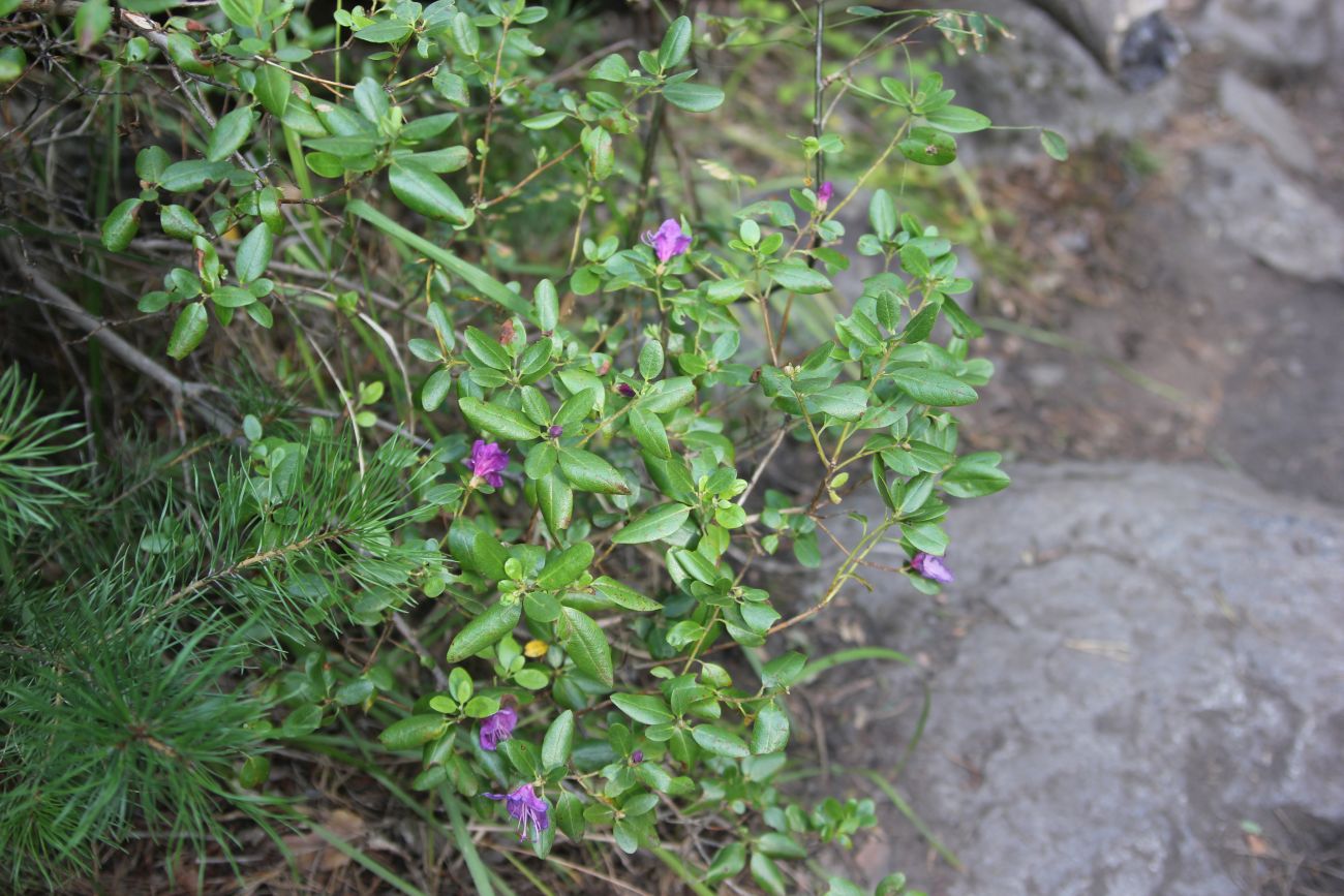 Изображение особи Rhododendron ledebourii.