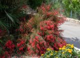 Russelia equisetiformis. Цветущее растение. Израиль, Иудейские горы, г. Иерусалим, ботанический сад университета. 16.05.2022.
