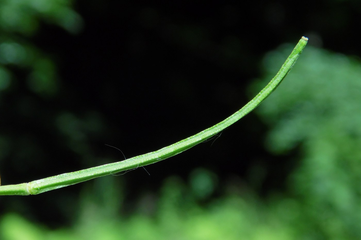 Image of Erysimum aureum specimen.