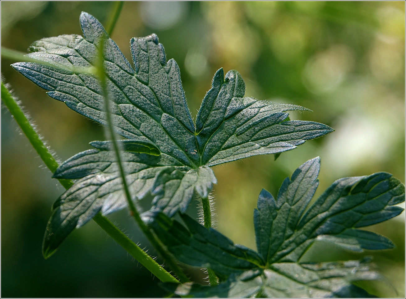 Изображение особи Geranium palustre.