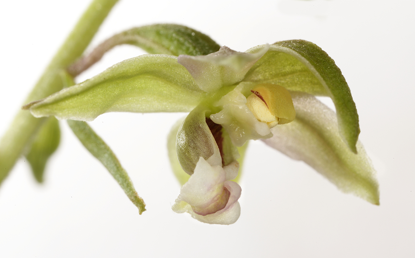 Изображение особи Epipactis helleborine.