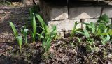 Allium aflatunense. Вегетирующие растения (одичавшее, возраст около 7 лет). Тверская обл., Весьегонск, за частным домом, под сливовыми посадками. 30 апреля 2022 г.