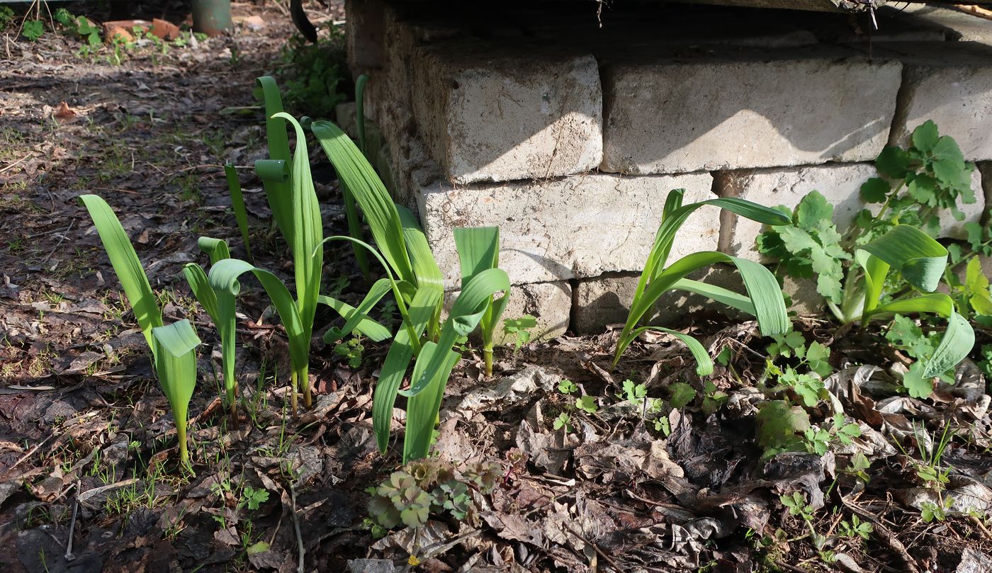 Image of Allium aflatunense specimen.