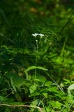 Cerastium pauciflorum