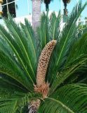 Cycas revoluta