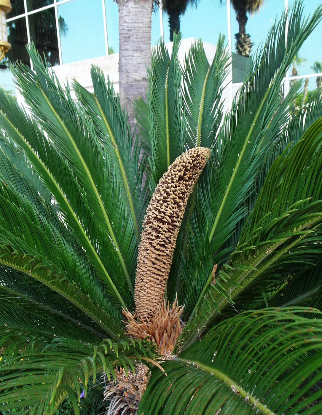 Image of Cycas revoluta specimen.