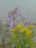 Lactuca sibirica. Соцветие (с голубыми цветами); на переднем плане - цветущий крестовник. Новосибирская обл., Колыванский р-н, высокий обрывистый берег Оби. 4 августа 2010 г.