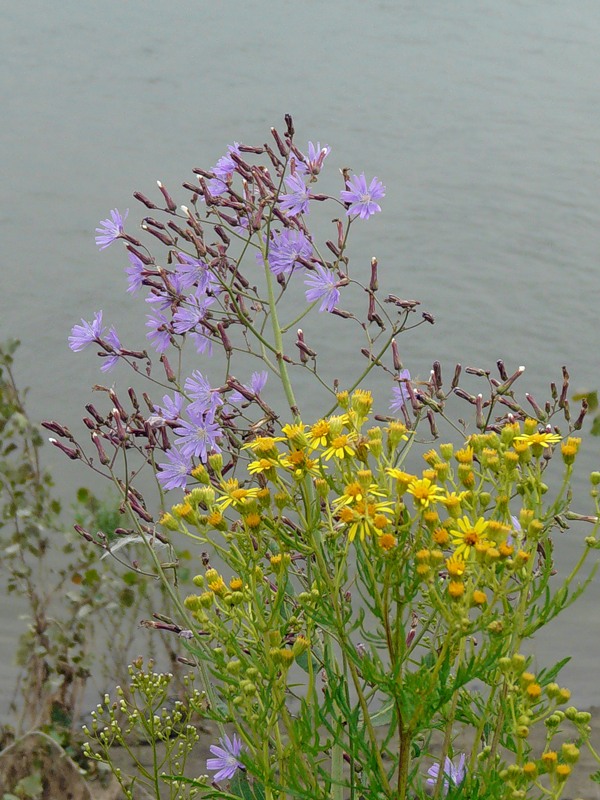 Изображение особи Lactuca sibirica.