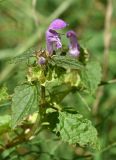 Lamium maculatum. Верхушка цветущего и плодоносящего растения. Марий Эл, Медведевский р-н, окр. пос. Куяр, разнотравный луг. 20.08.2022.