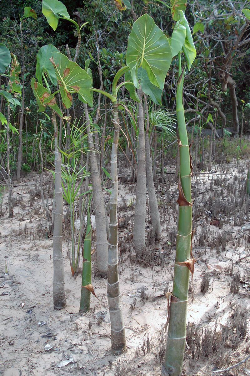 Image of Montrichardia arborescens specimen.