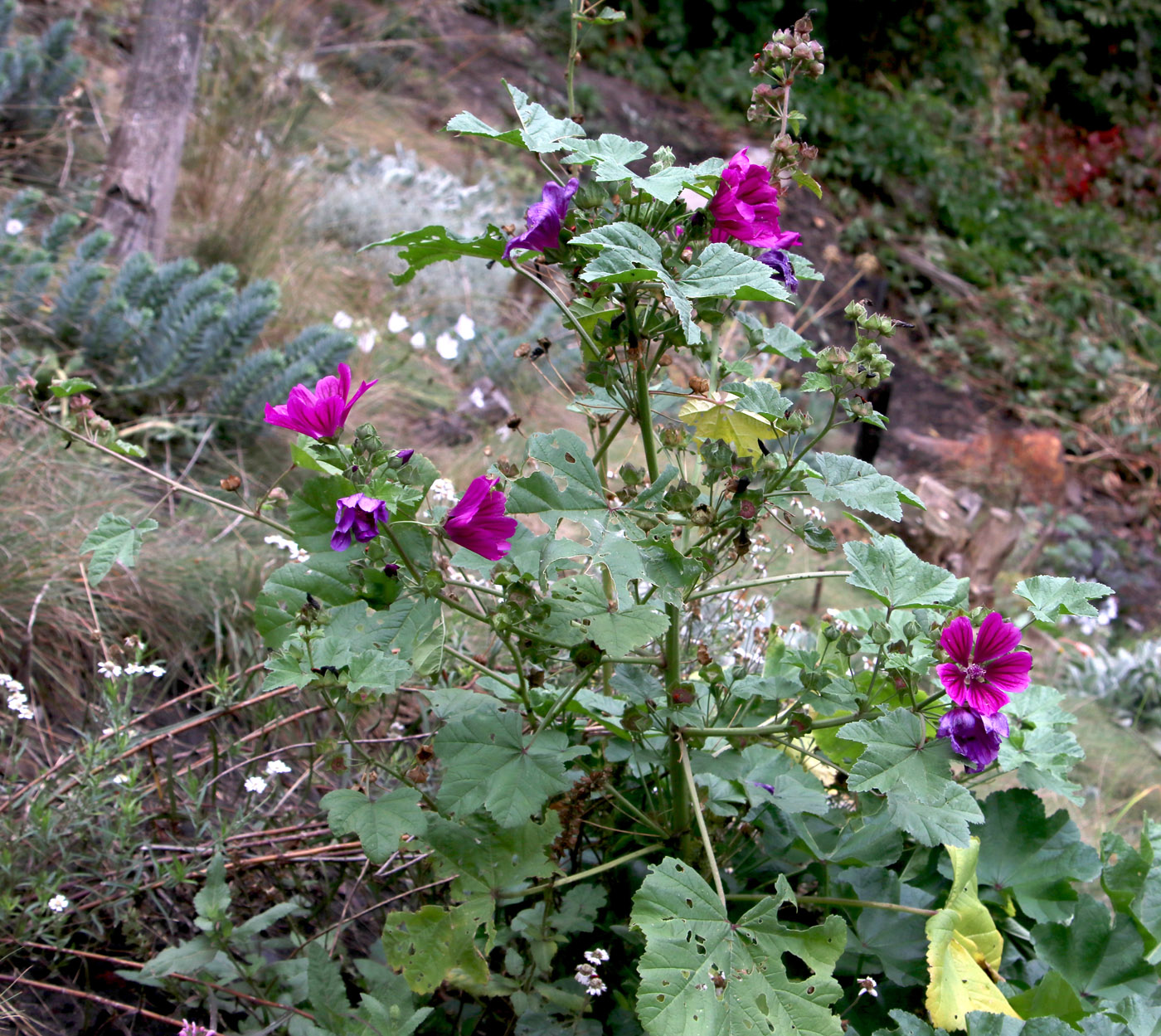 Изображение особи Malva sylvestris.