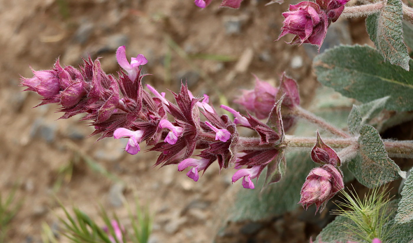 Image of Salvia sarawschanica specimen.