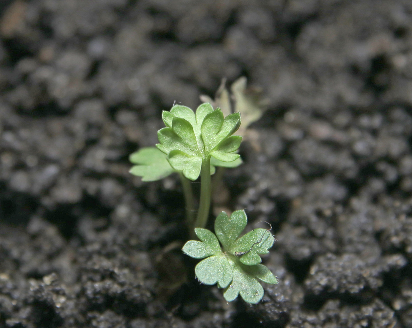 Image of Anemone multifida specimen.